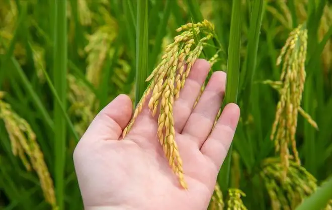 如何合理地处理猪舍粪便